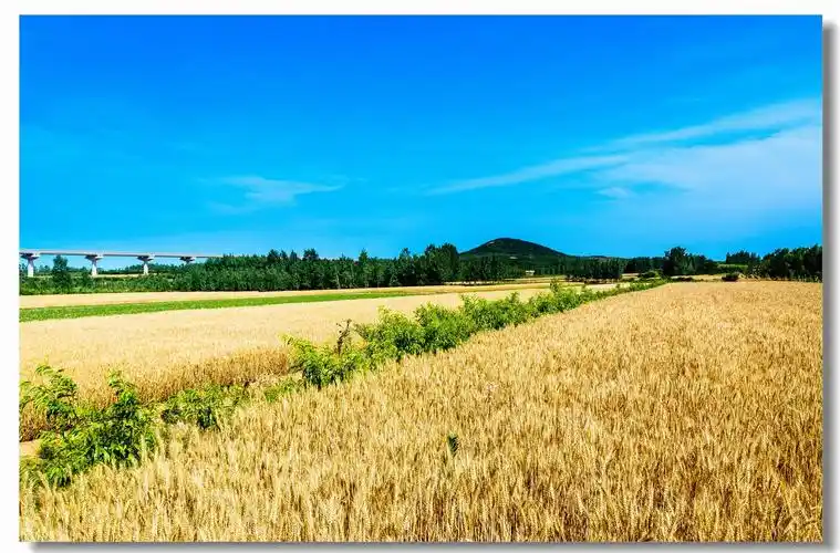 麦子熟了之丰收在望