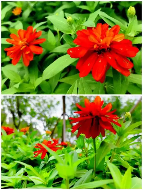 百日菊花语步步高升友谊天长地久