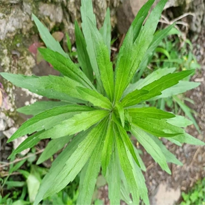 贵州新鲜中草药 小蓬草 小飞蓬加拿大蓬飞草小白酒菊整株500g
