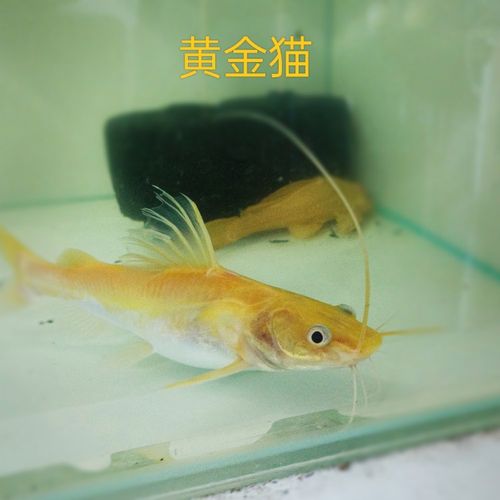 金丝猫鱼活体黄金猫红眼金丝猫招财风水鱼好养热带观赏鱼龙鱼配鱼