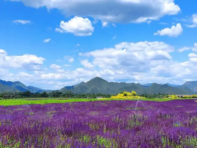 北京昌平七孔桥花海