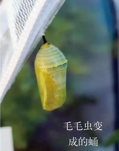 随着表皮逐渐变硬,毛毛虫变成了一动不动,不吃不喝的虫蛹.