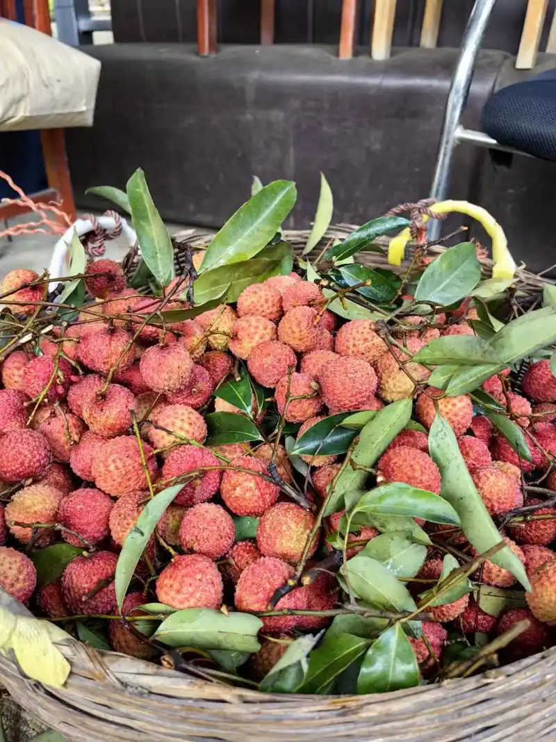 日啖荔枝三百颗,不辞长作岭南人. 说的就是,惠州镇隆荔枝.