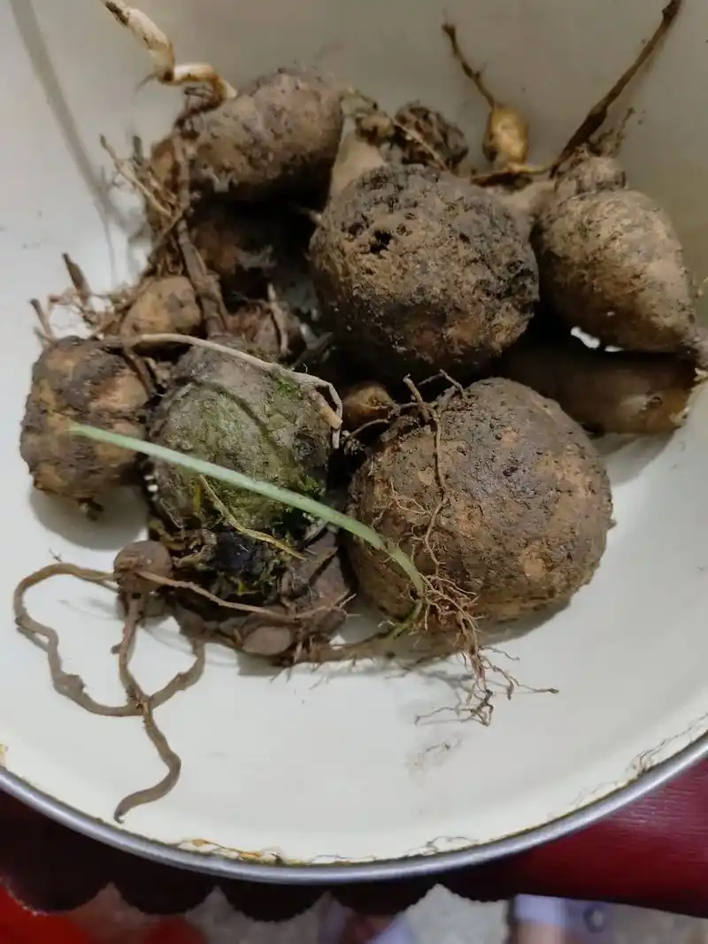 金线吊葫芦,懂货的来,纯野生的,120一斤,有需要的可以找我 - 抖音