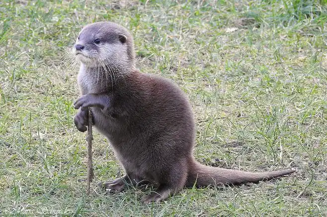 asian small clawed otter by maria-schreuders