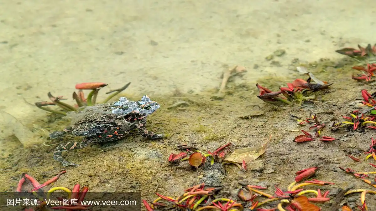 两只青蛙在浅水区交配