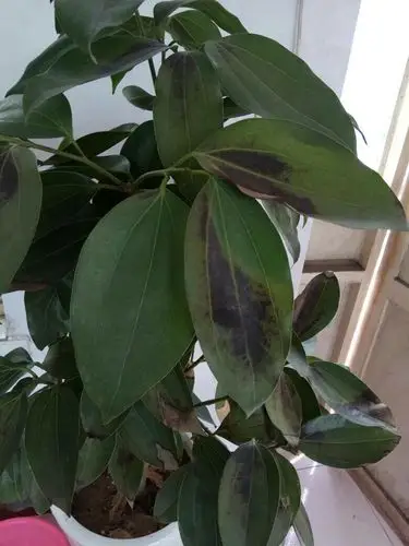 叶子发黑了是怎么回事?怎么处理呢?谢谢.