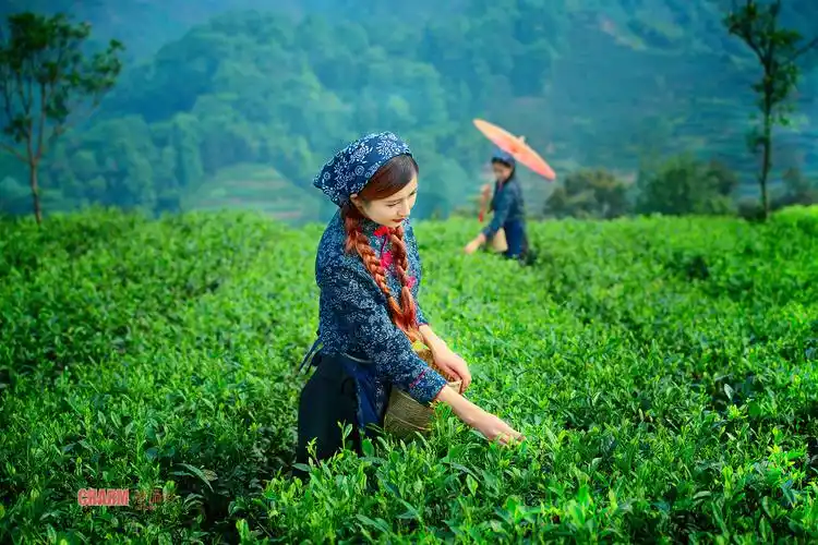 【美丽的采茶姑娘】胡悦,陈燕(转)