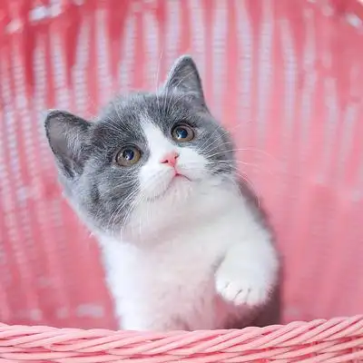 英短蓝白猫纯种幼猫英国短毛猫萝伦猫咪幼崽活物英短蓝白猫活体