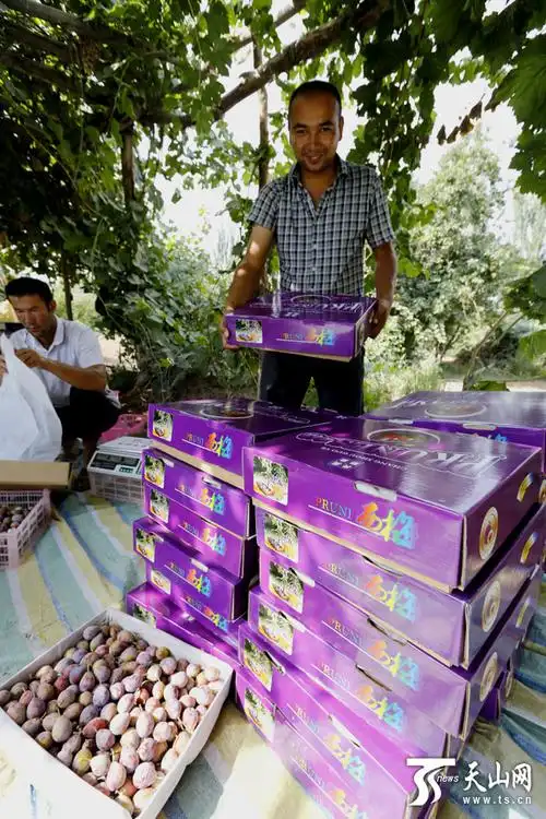 新疆伽师县西梅熟了 果农6亩果园收入5万多元