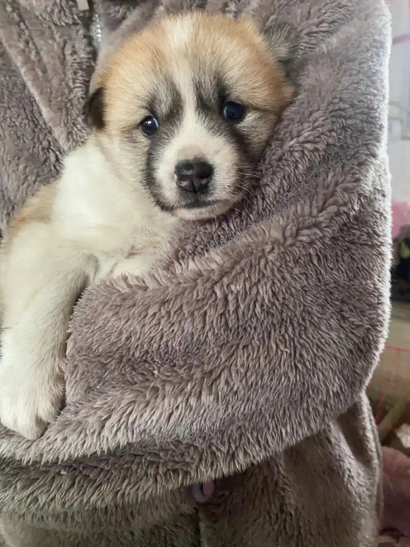 好可爱的小土狗06 是一只小花狗!真的好可爱哦!