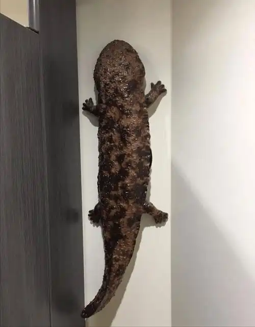 长像最接近龙的动物洞螈每12年才会交配一次到底有多懒