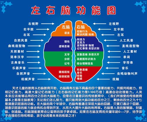 569海报印制海报展板素材351左右脑功能图(1)