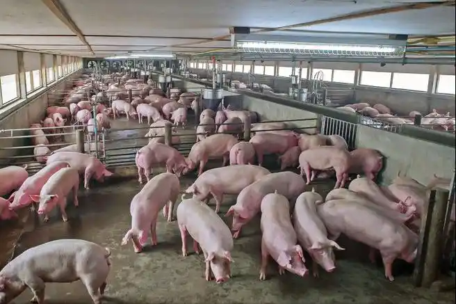 2022年规模猪场会不会发生倒闭潮家庭养猪场还有没有出路