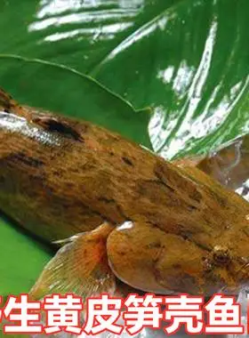 【顺丰】笋壳鱼活体沙塘鳢鱼苗稻田养殖活鱼鲜活淡水鱼￥33券后月销