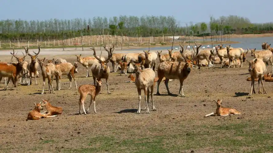 江苏大丰中华麋鹿园