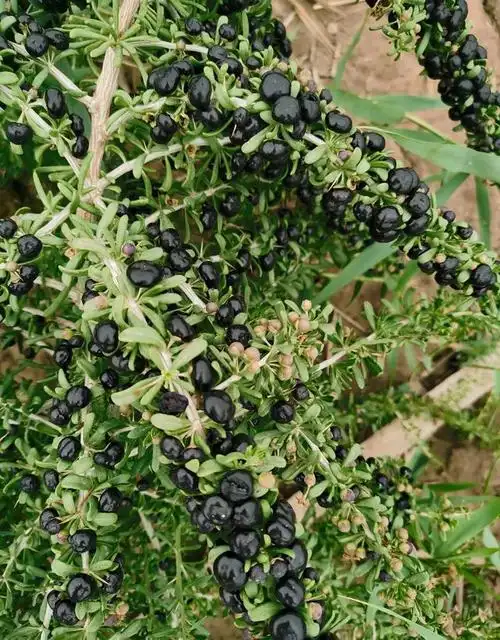 在大西北,天山脚下戈壁滩上,生长着一种神奇的植物,那就是传说中的"