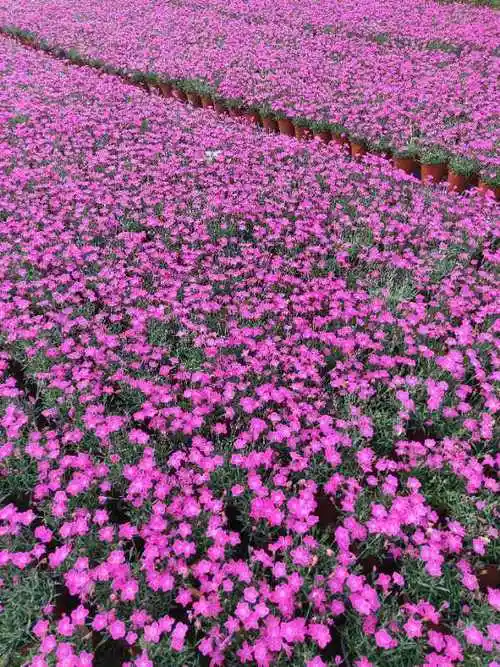 欧石竹现货大量批发欧石竹基地价格