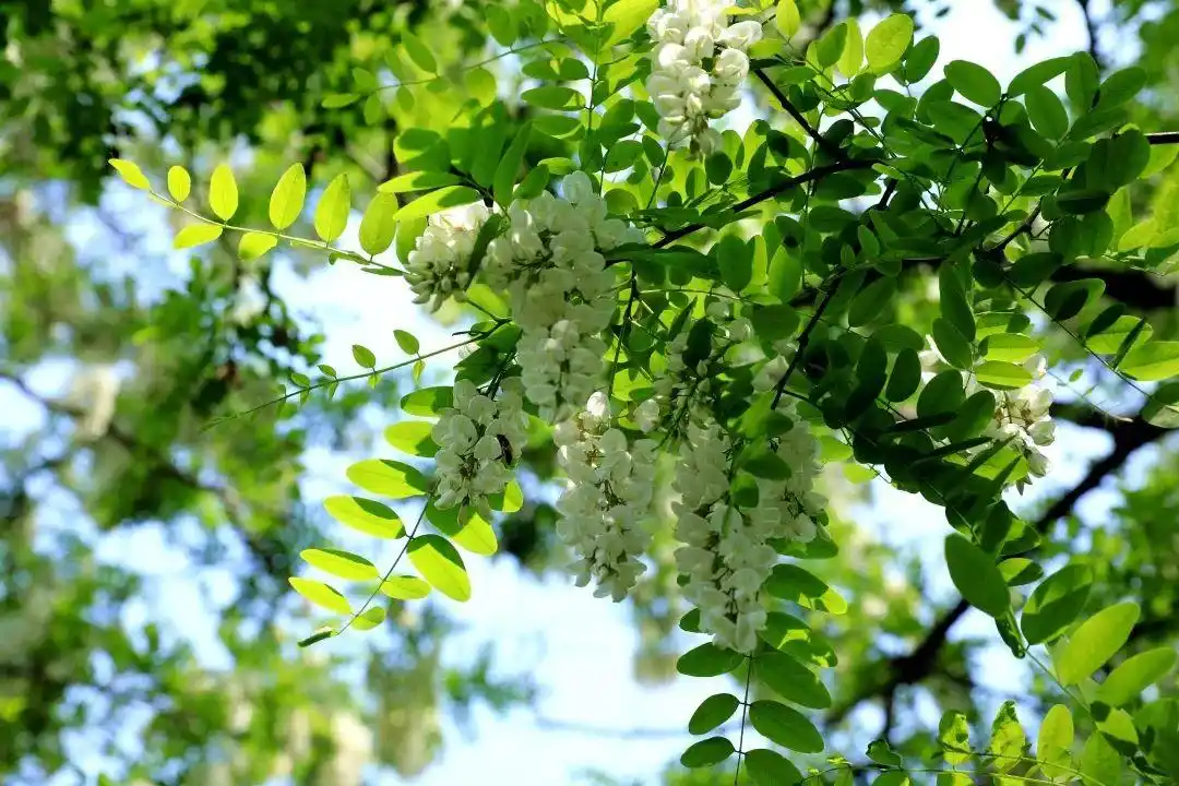 浅夏槐花,百里飘香