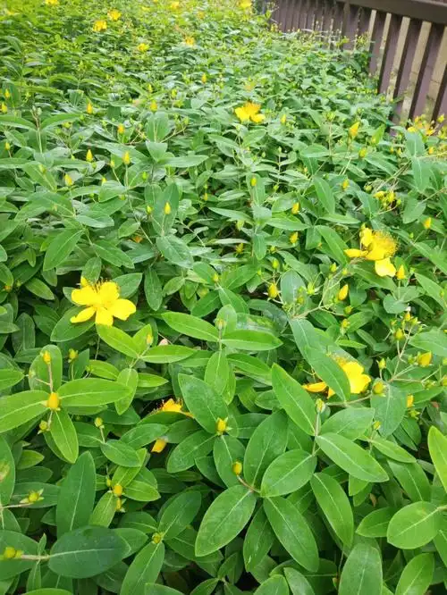 有详细介绍在后面,真的好像金色蝴蝶#金丝桃