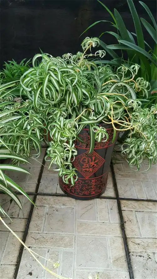 卷叶吊兰上盆3不要卷卷爆盆多又密蓬松又可爱