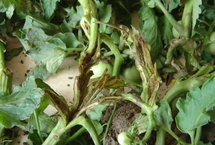 番茄青枯病的原因症状及防治措施