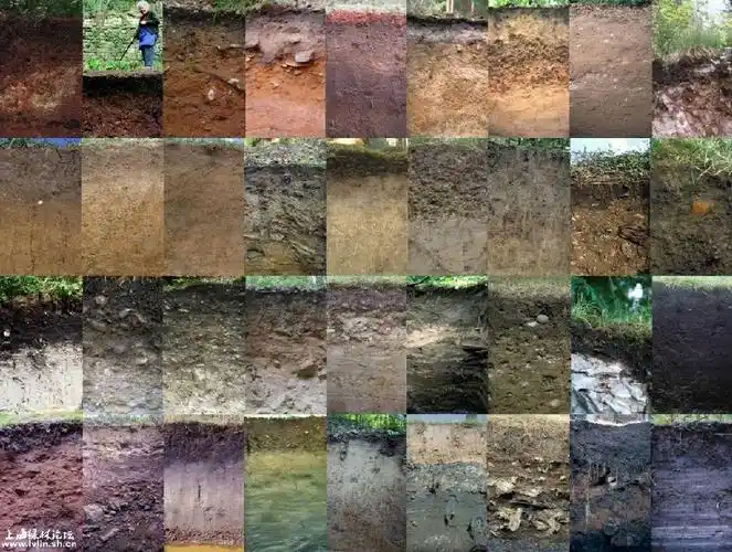 自然土壤剖面图