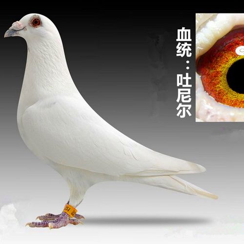 纯白幼鸽/血统鸽子代吐尼尔村松白血统赛鸽白色信鸽/赛鸽原配种鸽