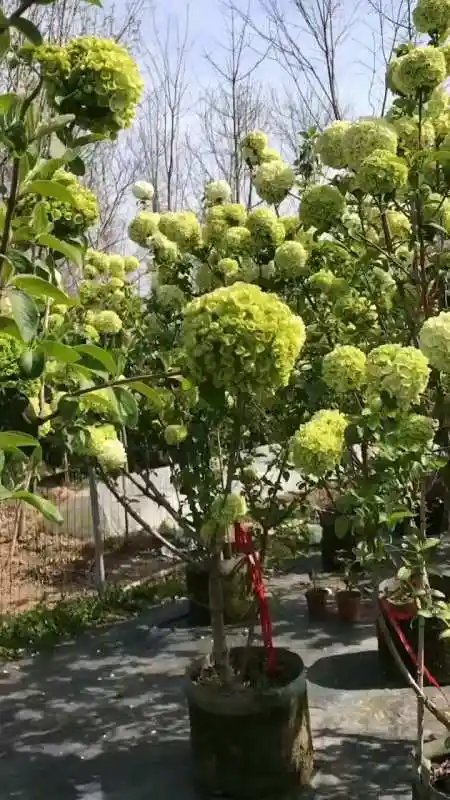 中华木绣球又名斗球花开斗耐寒耐旱南北方均可栽植-度小视