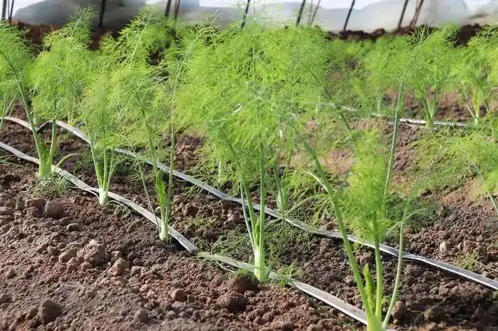 茴香怎么种植方法图片