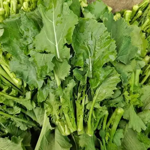 现摘新鲜油菜苔恩施农家鲜嫩小油菜苔叶子菜苔爽口蔬菜青菜叶 5斤油菜