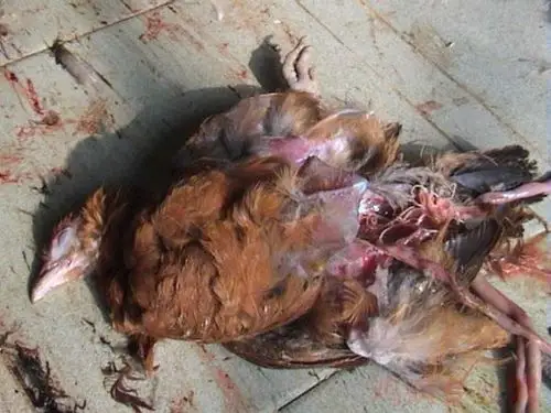 鸡蛔虫病的病原特点和症状表现 - 寄生虫病 - 鸡病专业网