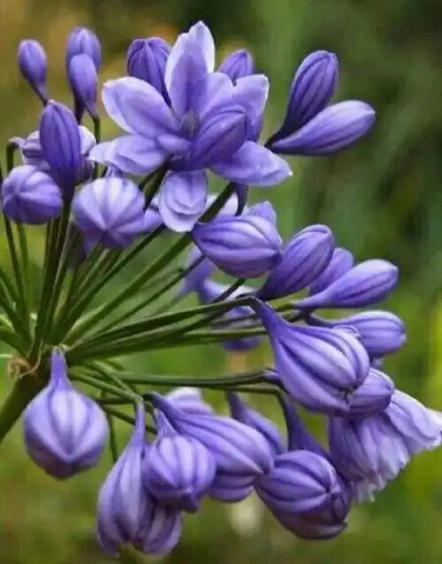 爱情之花百子莲的种植技巧与生长过程