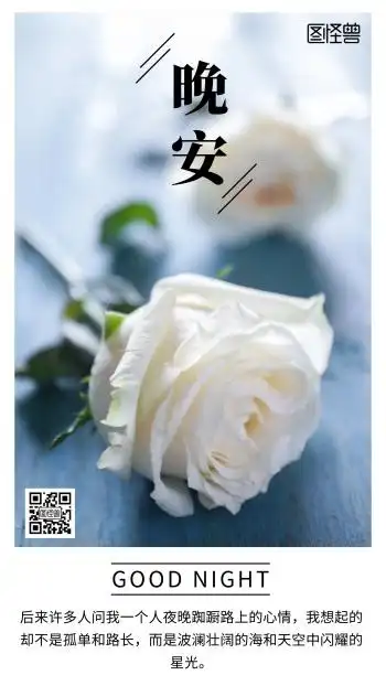 花艺鲜花白玫瑰文艺晚安问候日签