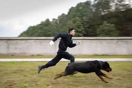 恩施民警和警犬共上街头,这才是人和狗狗感情的最好证明!