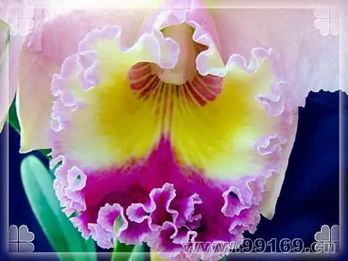 世界上最漂亮的花是什么花?