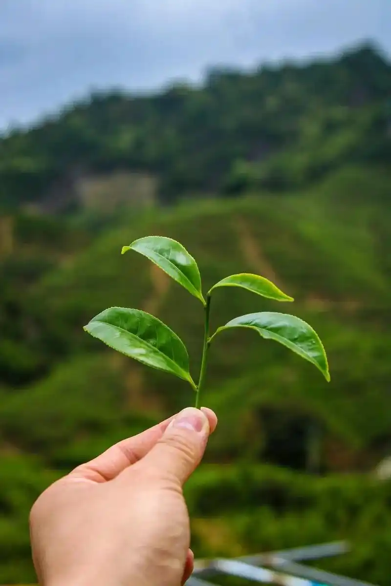 凤凰单枞茶如何制作?