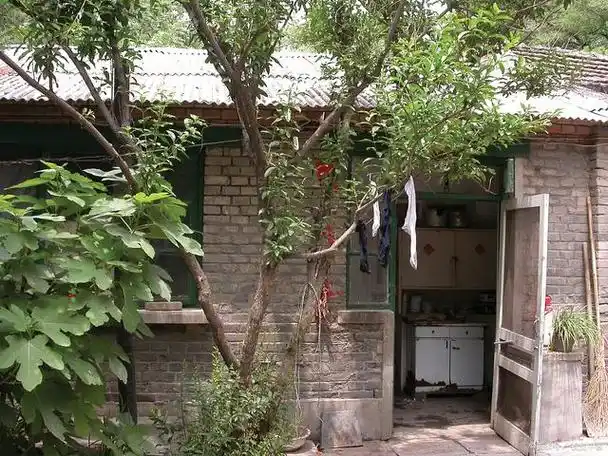 农村的院子里常常可以看到各种各样的果树,比如杏树,梨树,核桃树,枣树