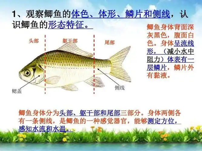这次和孩子们一起重点简单研究了「鲫鱼」,首先从它的体色,体型,鳞片
