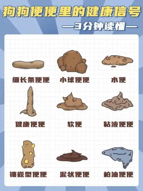 狗狗不同大便状态的健康问题自查狗狗拉稀软便大便干硬