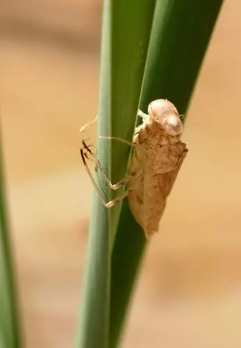小池塘偶遇水虿和交配的蜻蜓