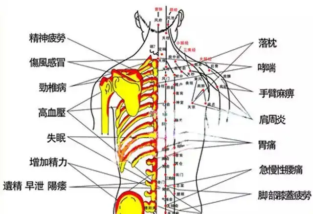 拔罐穴位图(最全拔罐穴位疗法图解)