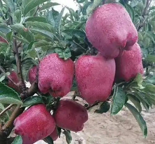 新红星苹果摘袋时候有哪些注意事项