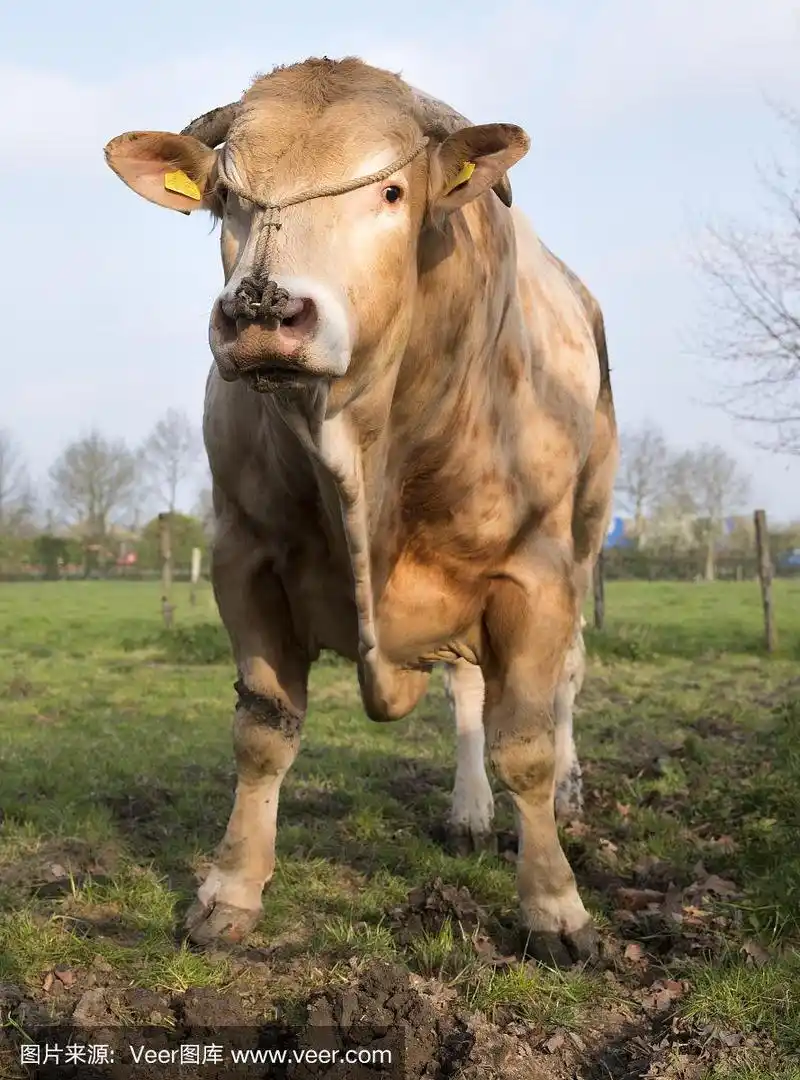 金发的阿基坦公牛站在草地上