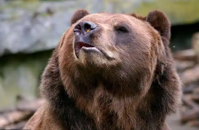 大棕熊遇到小蜜蜂后急出表情包拿小蜜蜂一点办法没有