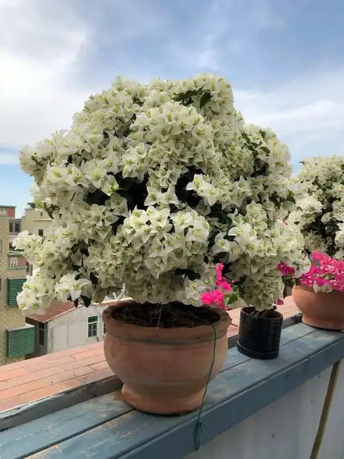 三角梅之白雪公主