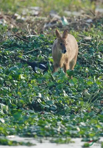 香樟国家二级保护动物
