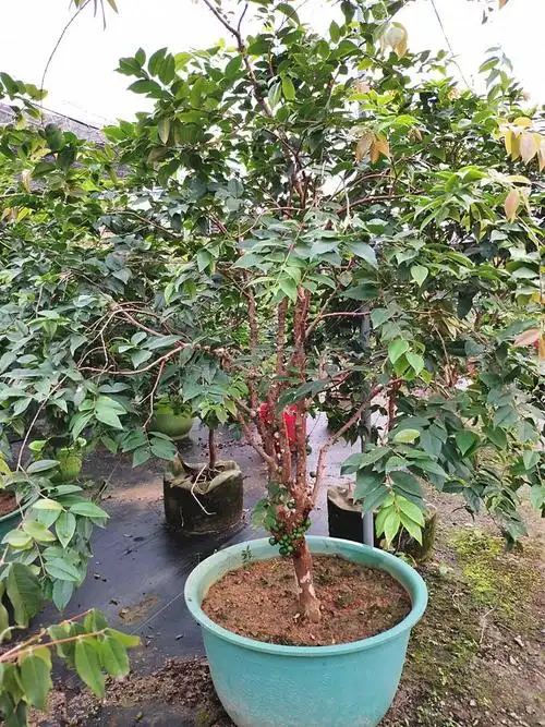 加宝果果苗嘉宝果树苗树葡萄苗正宗四季红妃嘉宝果苗南北方种植当年