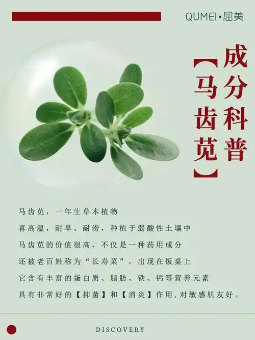 了解成分的伙伴一定对「马齿苋」不陌生它是一种功效很好的草本植物