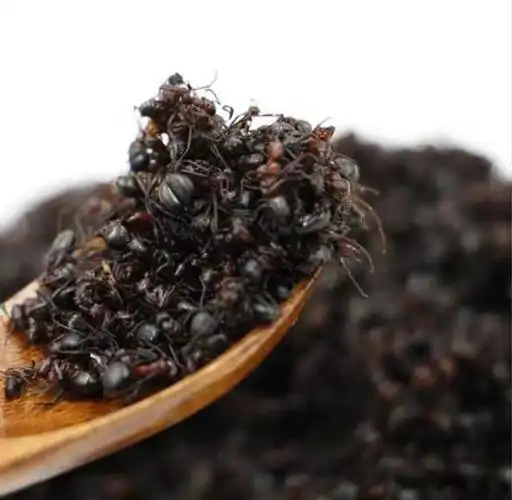 东北长白山蚂蚁红蚂蚁干食用红蚂蚁新货无硫熏红蚂蚁 500克(一斤)